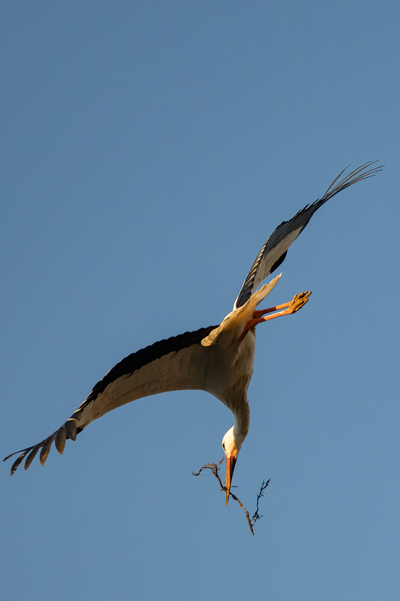 DSC_6035-Verbessert-RR.JPG