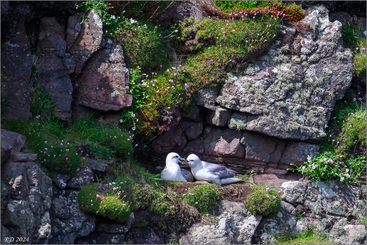 DSC_6097.jpg