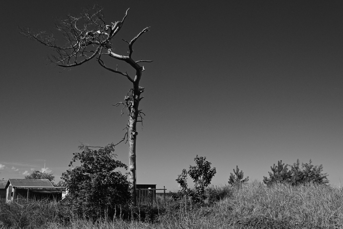 DSC_6145.JPG