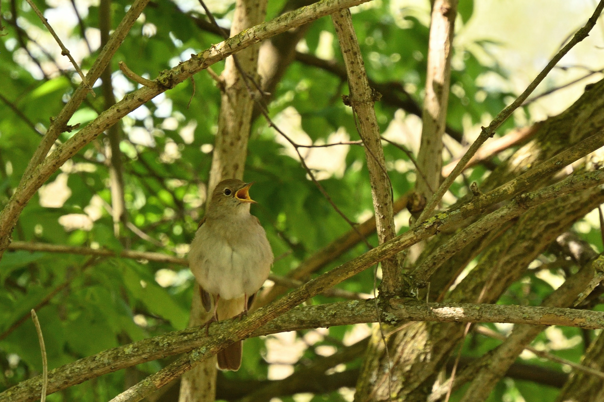 DSC_6155.JPG