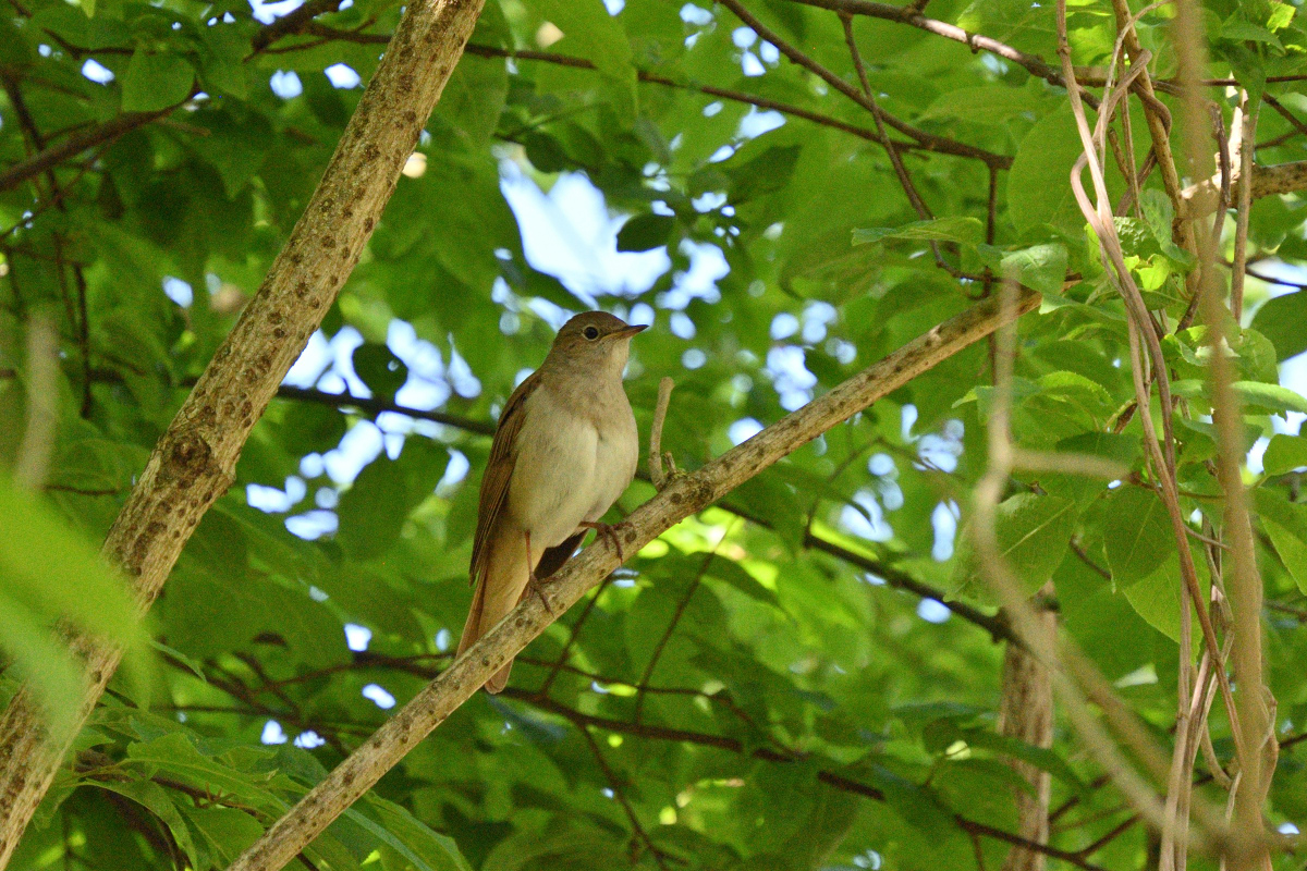 DSC_6164.JPG