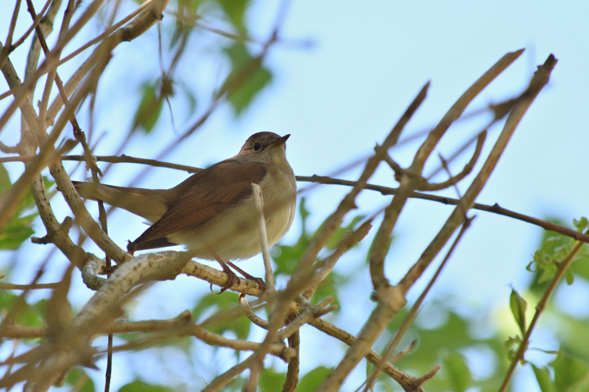 DSC_6175.JPG