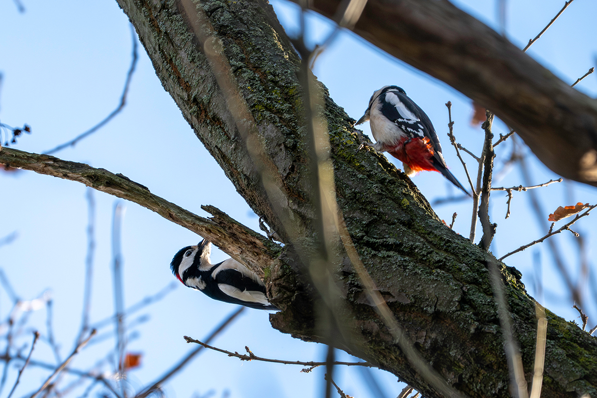 DSC_6231.jpg
