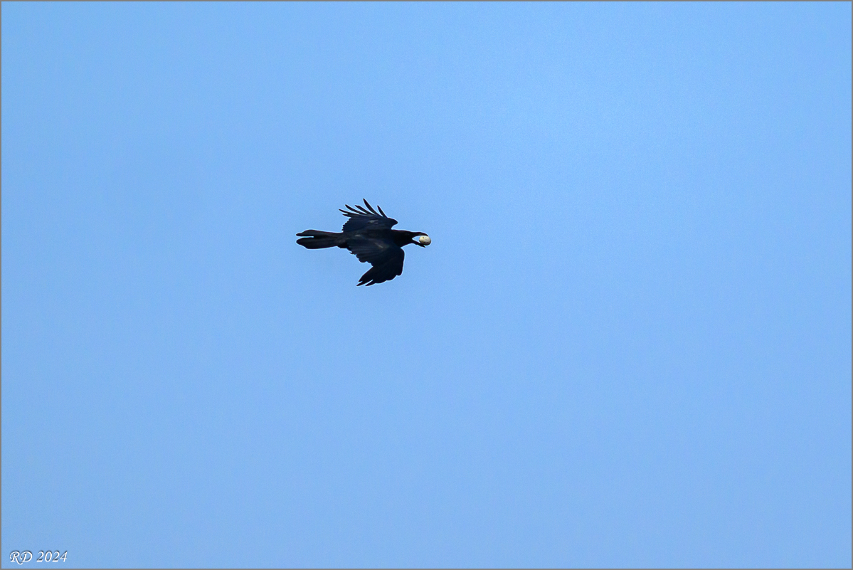 DSC_6270.jpg