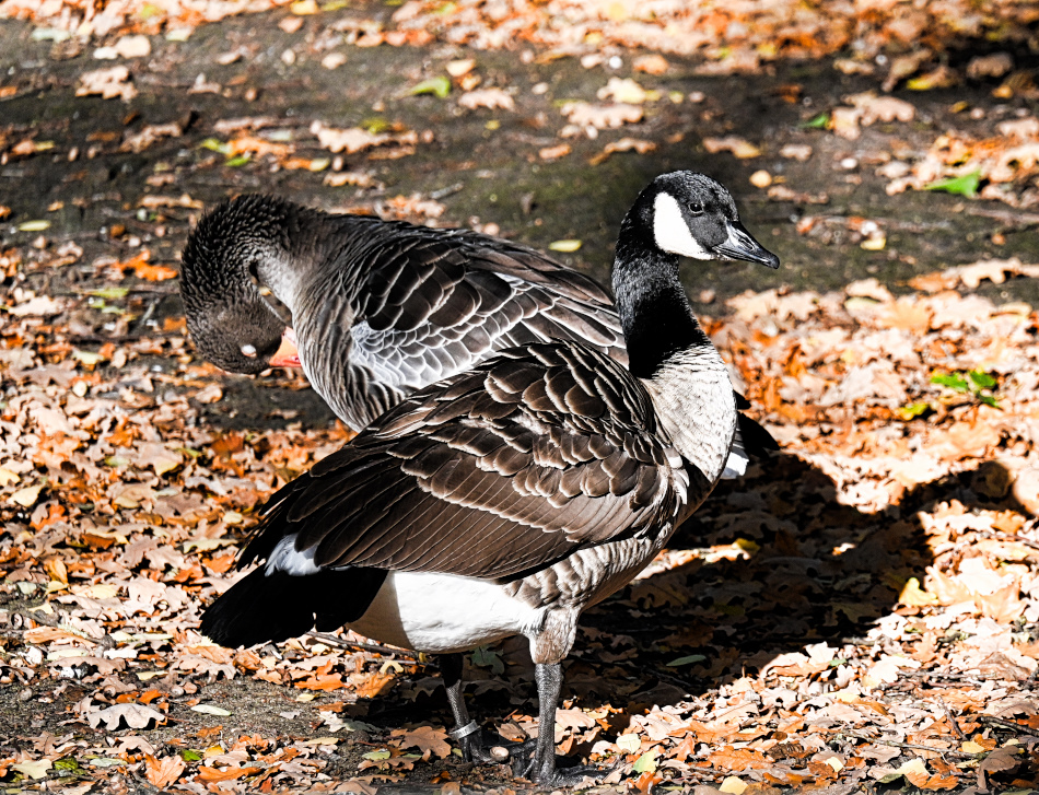 DSC_6271.jpg