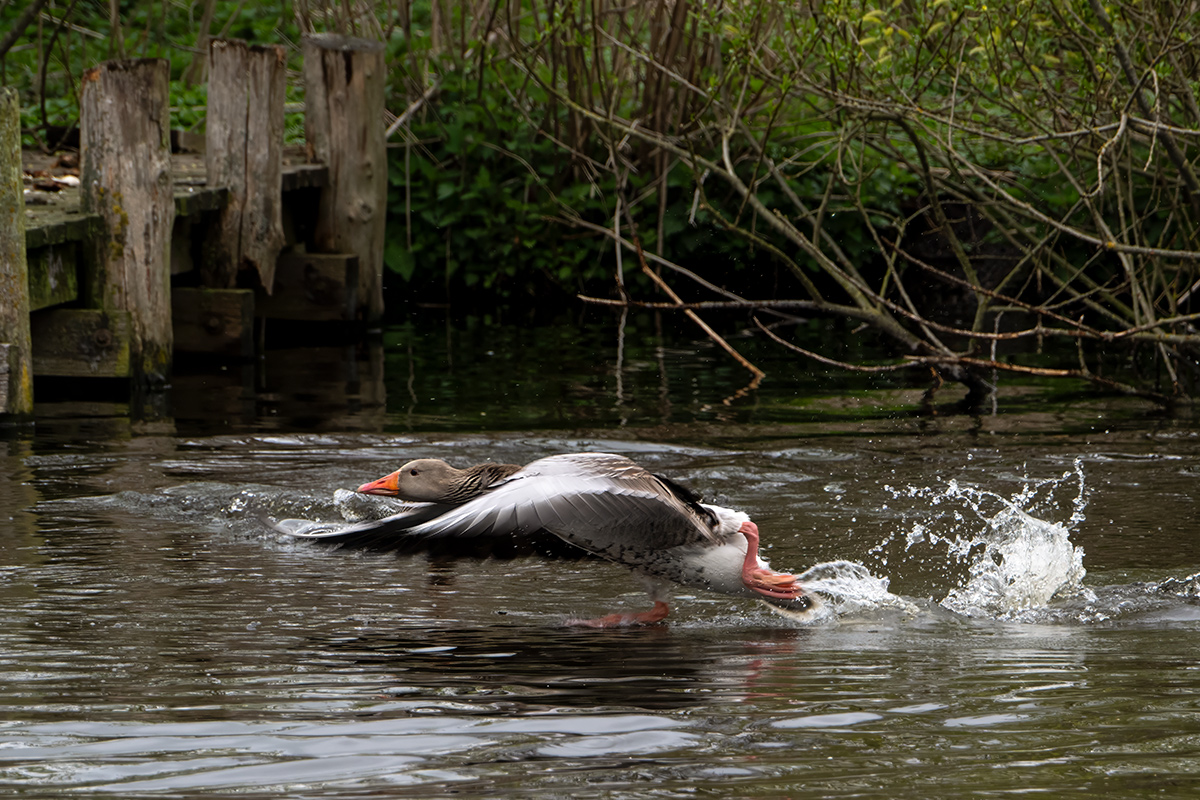 DSC_6403.jpg