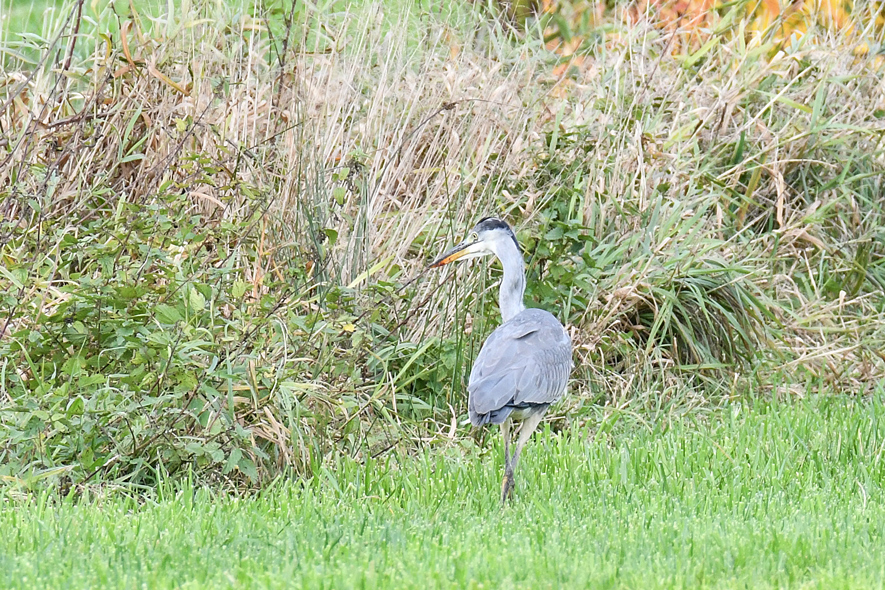 DSC_6427.jpg