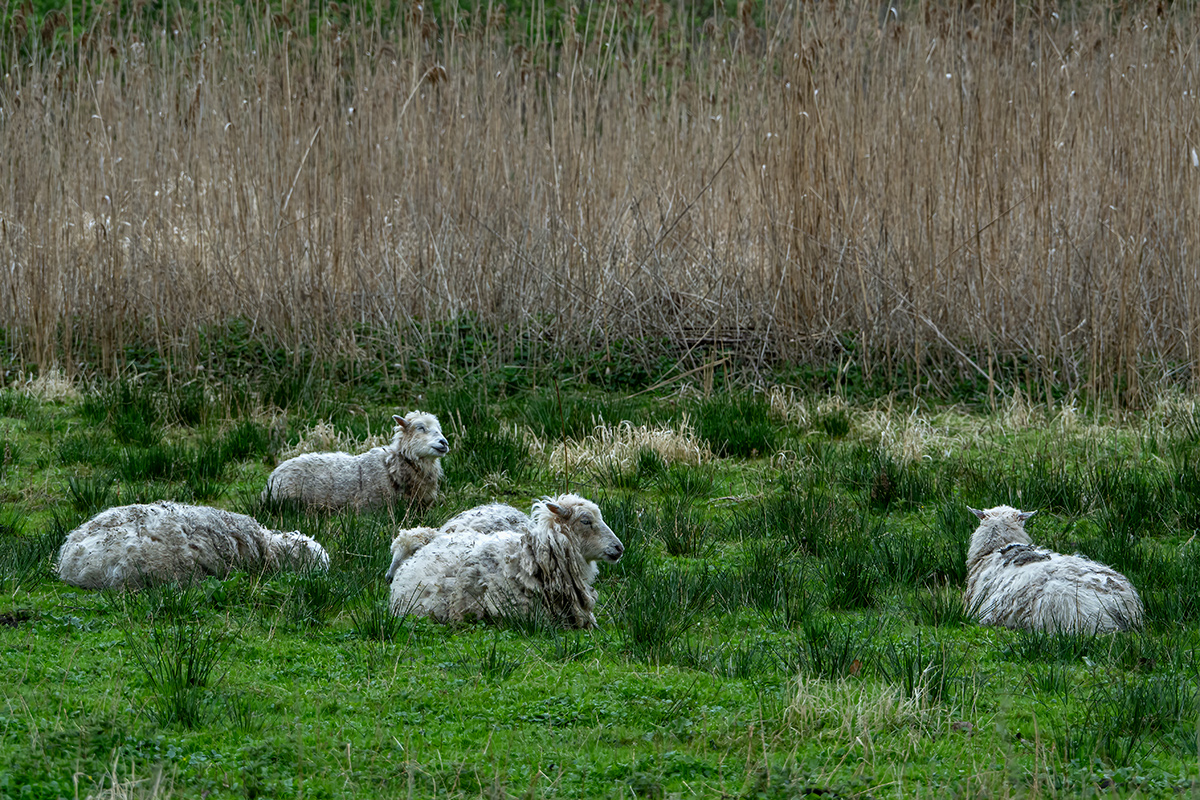 DSC_6435.jpg