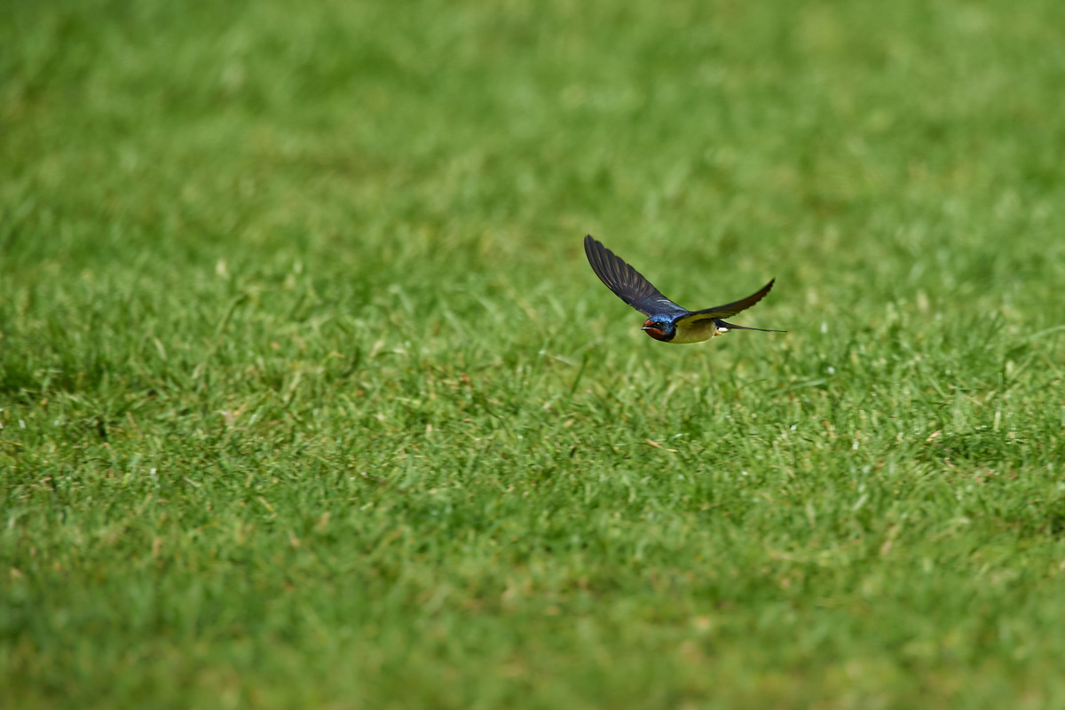 DSC_6476 1.jpg