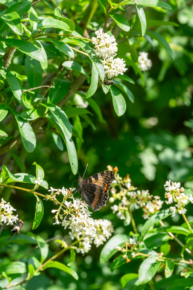 DSC_6533.jpg