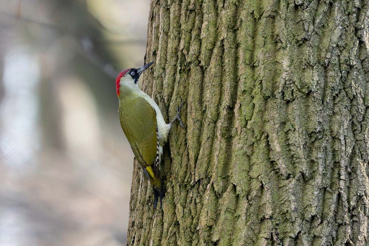 DSC_6594.jpg