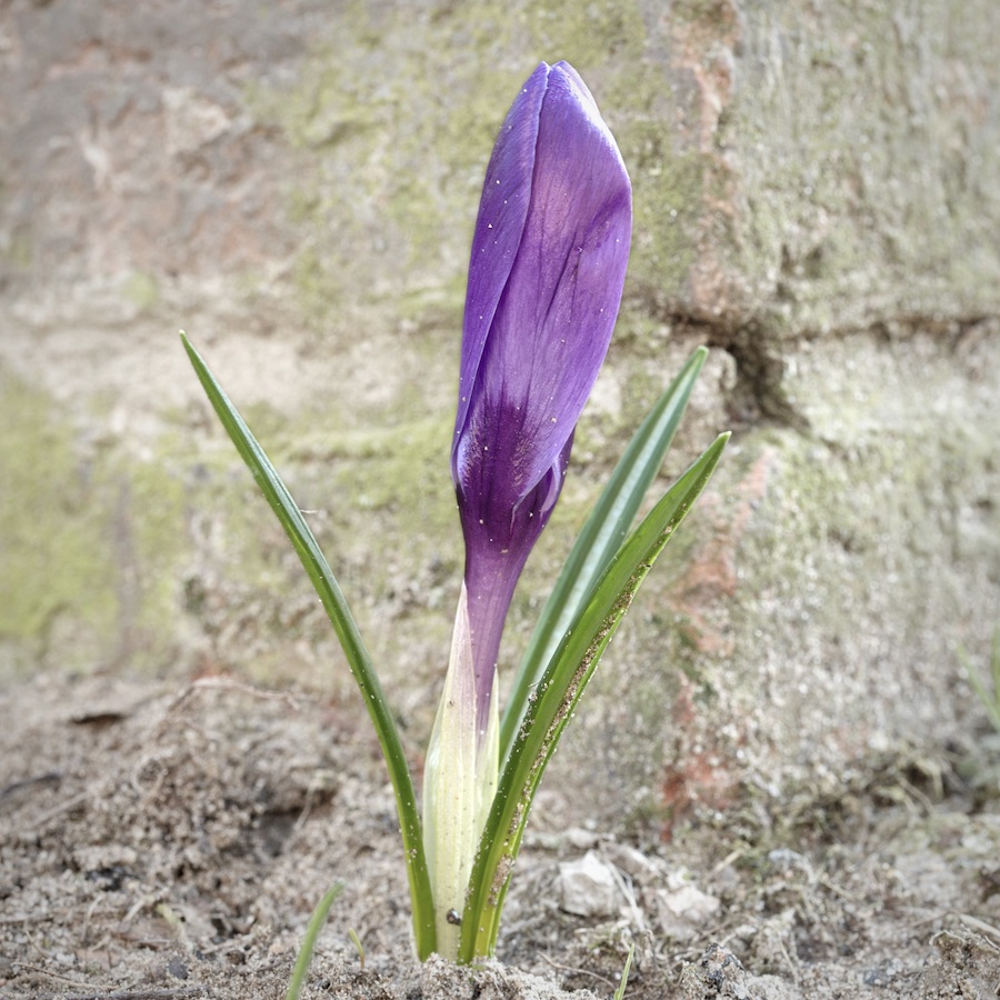 DSC_6611.jpeg