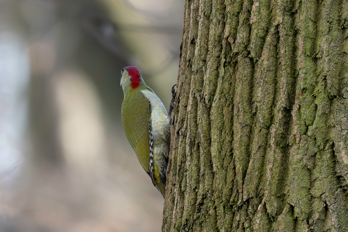 DSC_6612.jpg