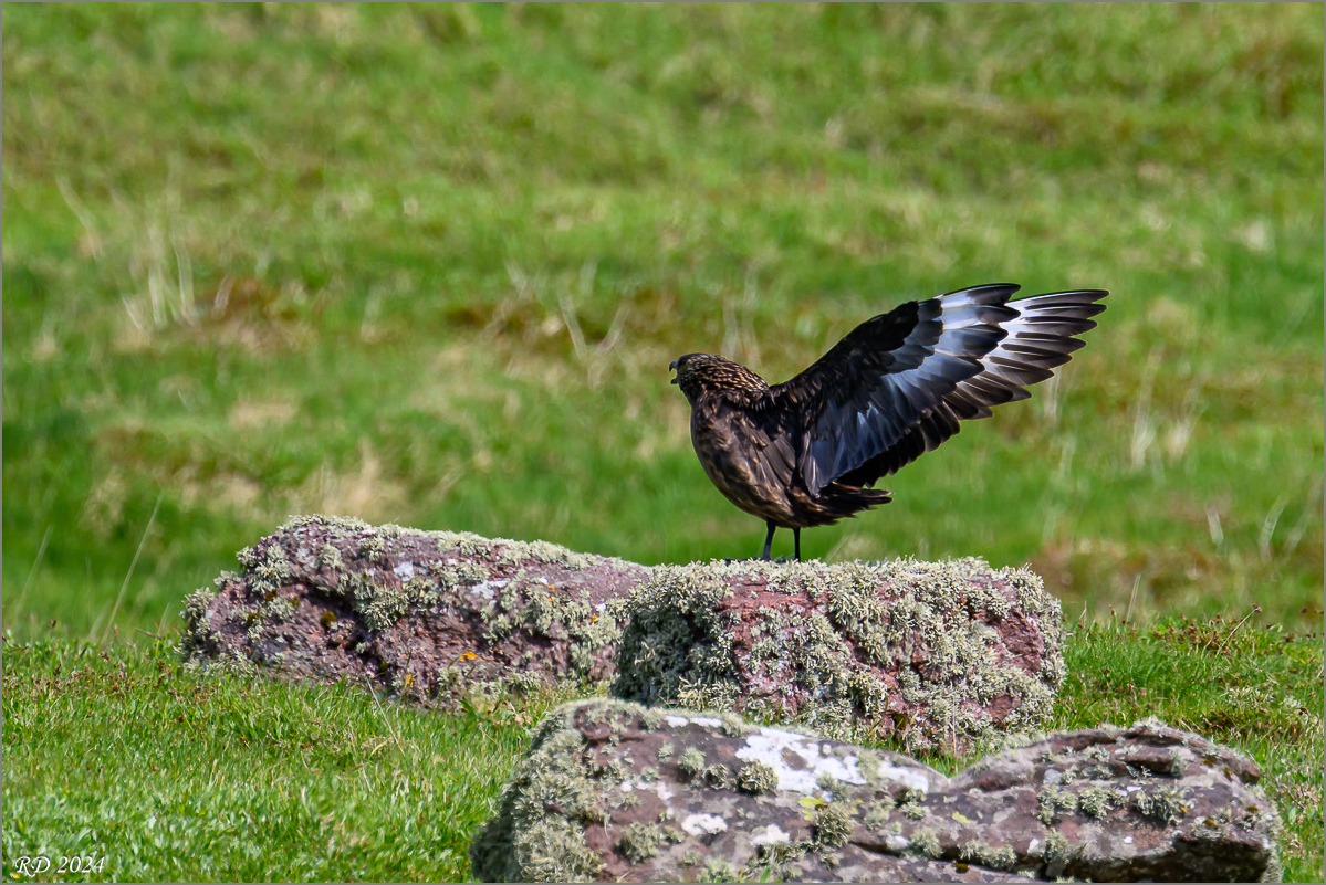 DSC_6667.jpg