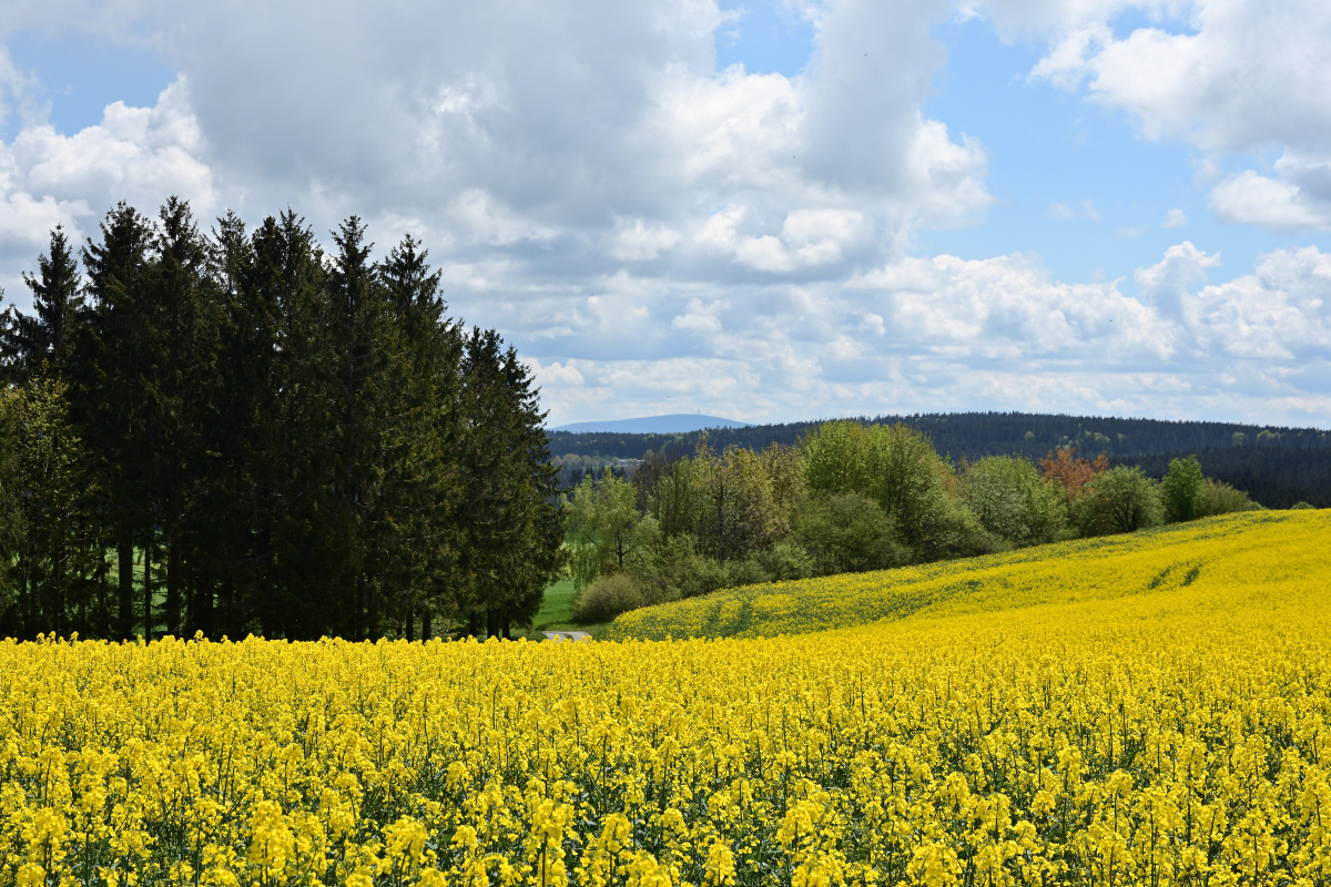 DSC_6679.JPG