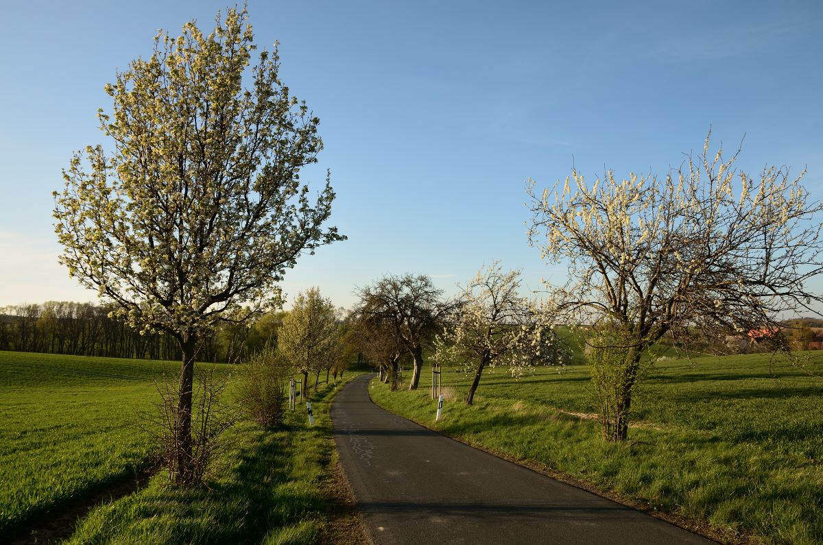 DSC_6679_00001n.jpg