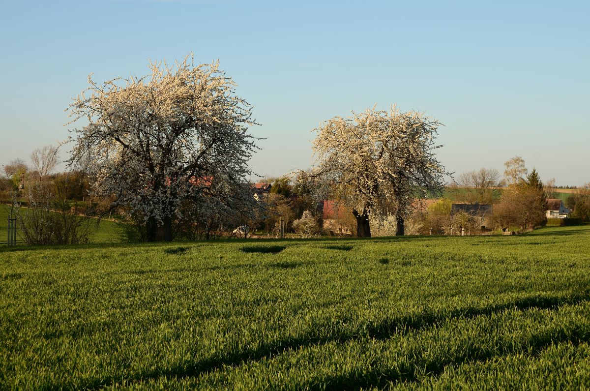 DSC_6693_00001n.jpg