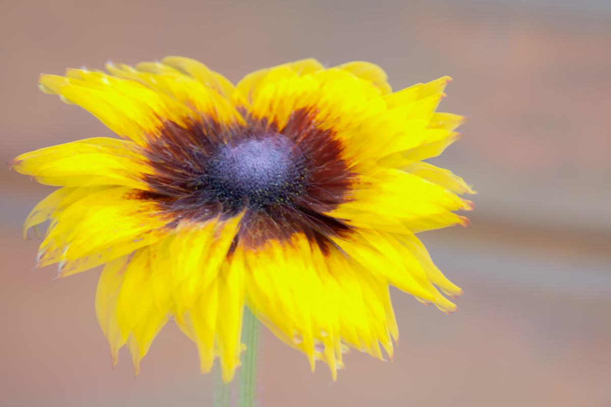 DSC_6696.jpg