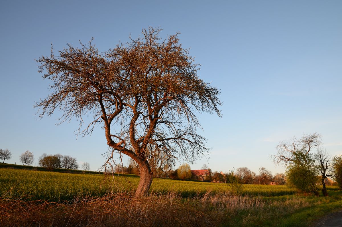 DSC_6733_00001_01n.jpg
