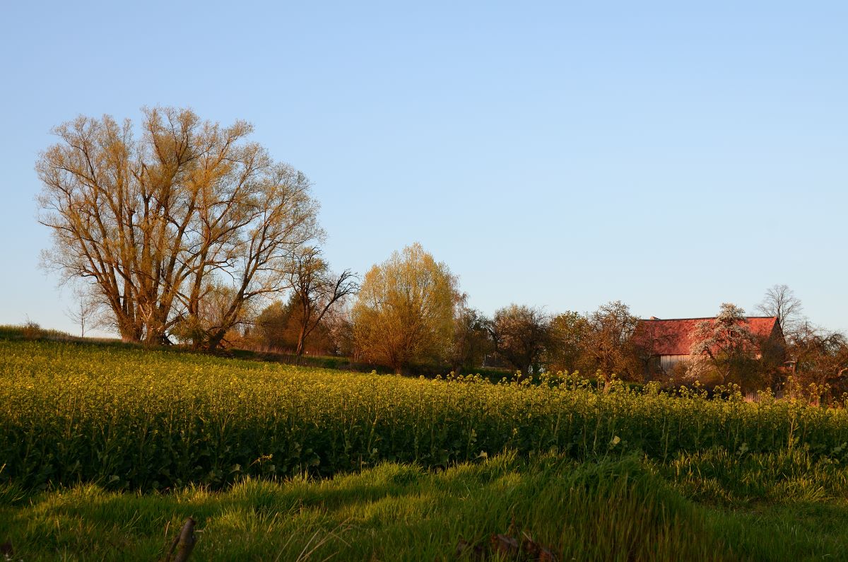 DSC_6735_00001n.jpg