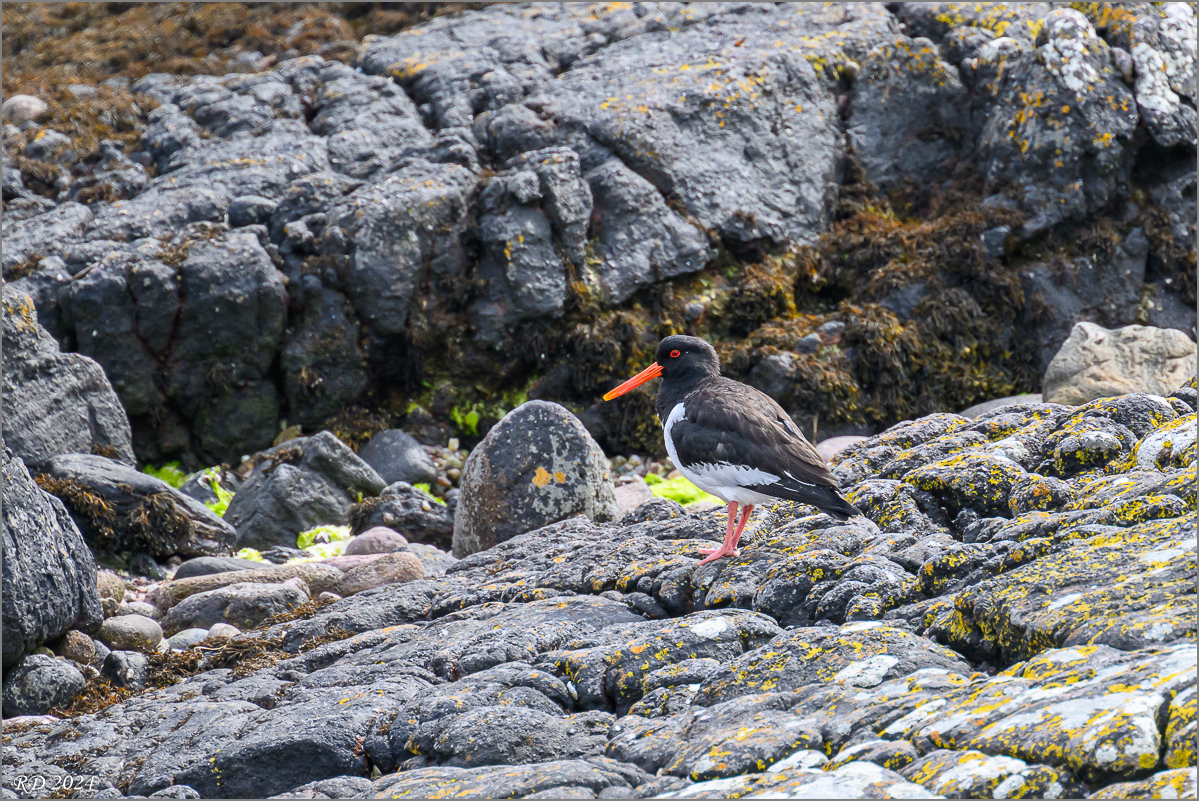 DSC_6752.jpg