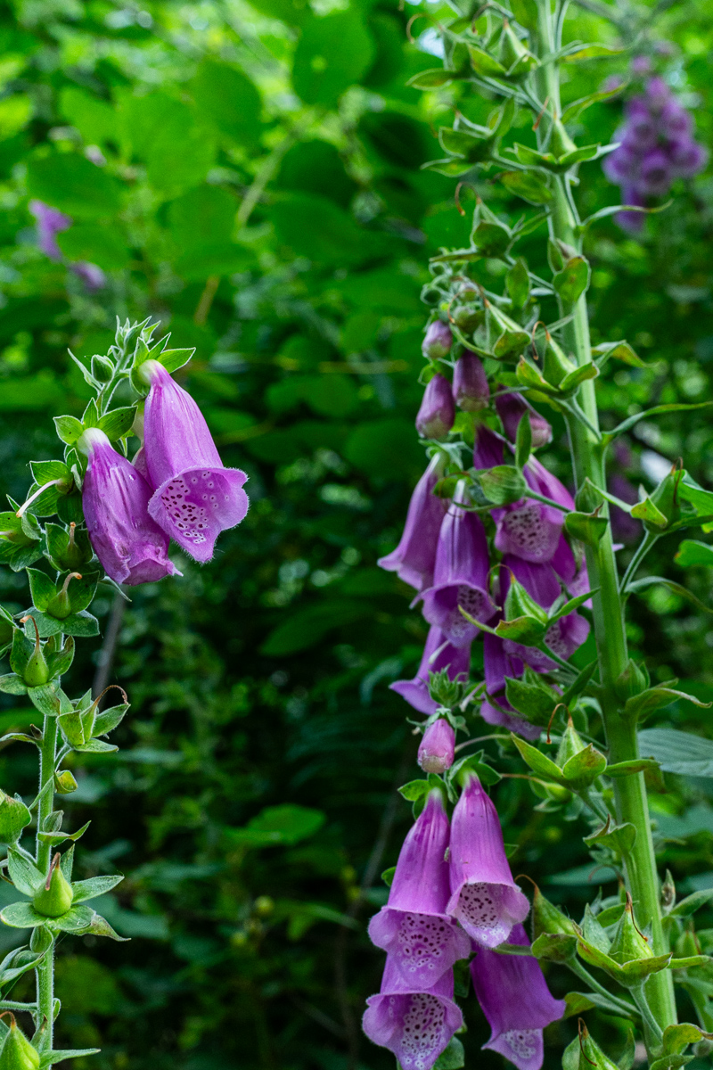 DSC_6806.jpg