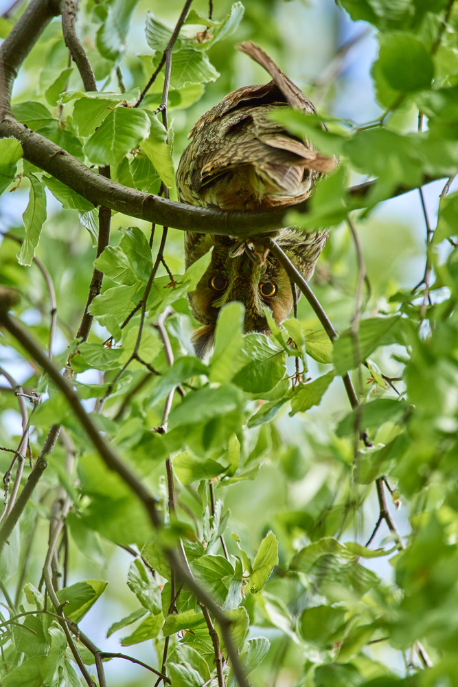 DSC_6934.jpg