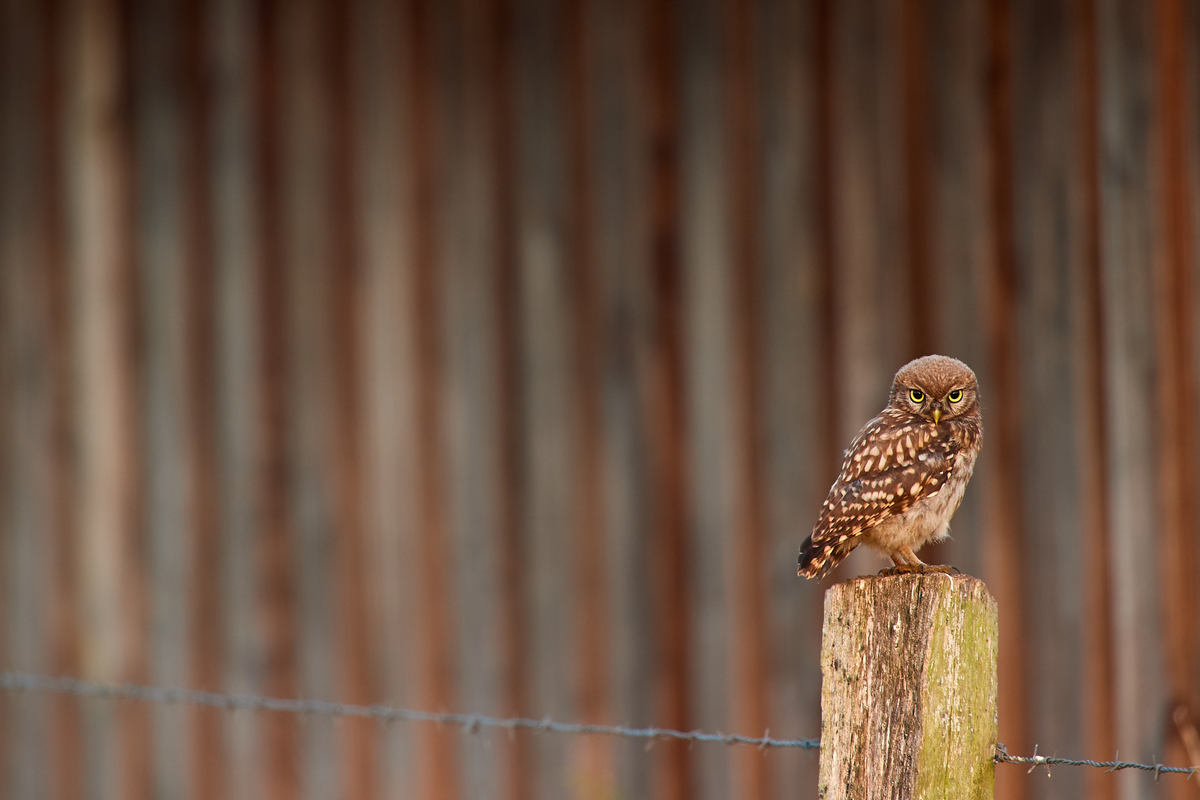 DSC_6957.jpg