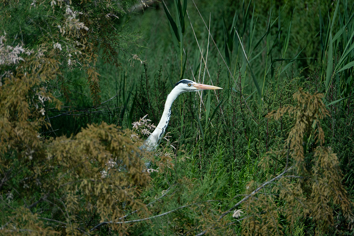 DSC_6960.jpg
