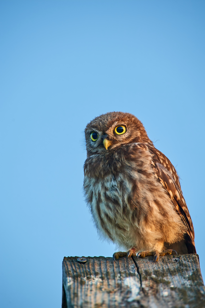 DSC_6970.jpg