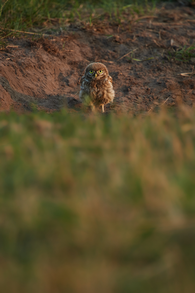 DSC_6986.jpg