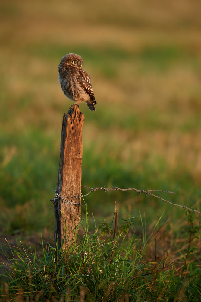 DSC_7029.jpg