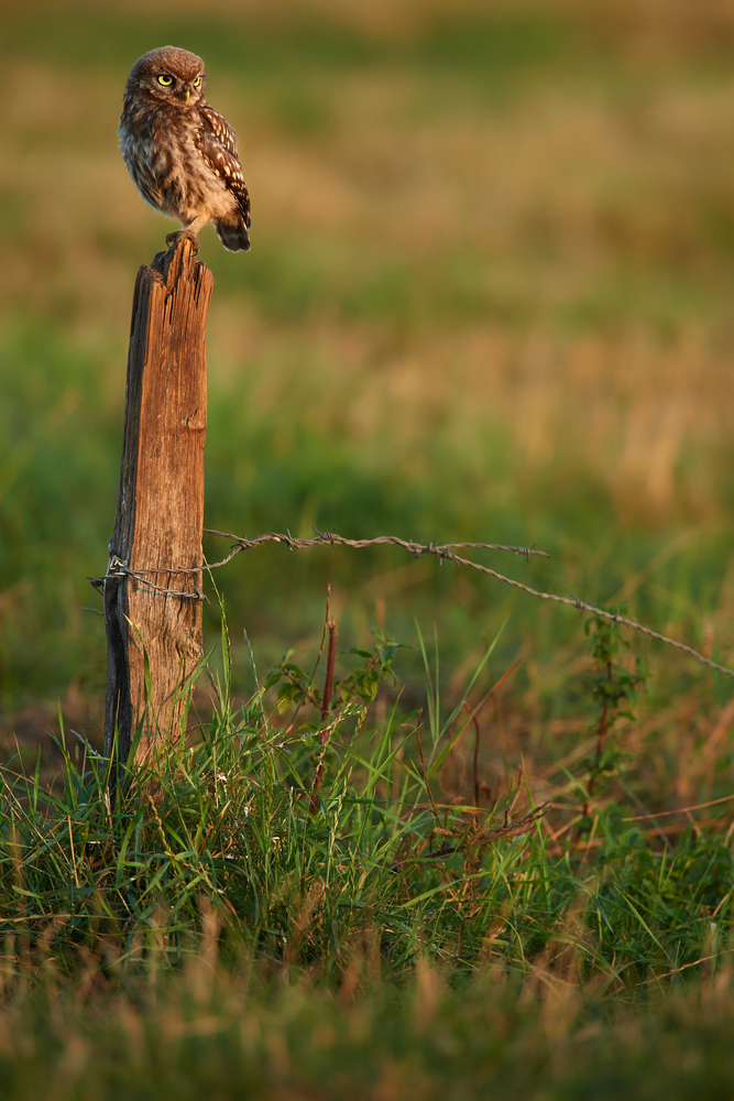 DSC_7036.jpg