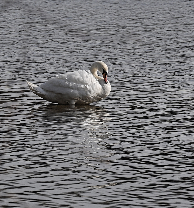 DSC_7036.jpg