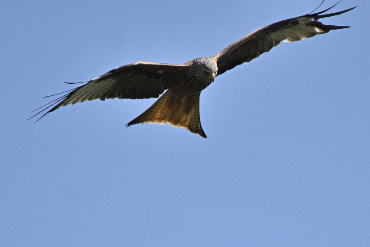 DSC_7053.JPG