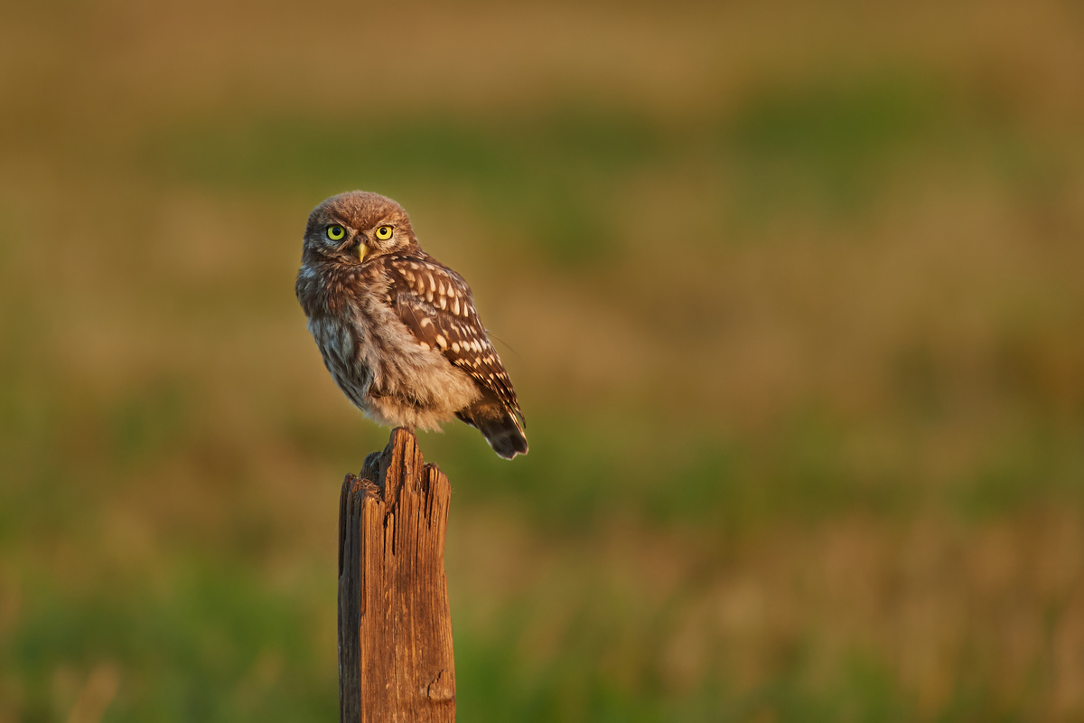 DSC_7094.jpg