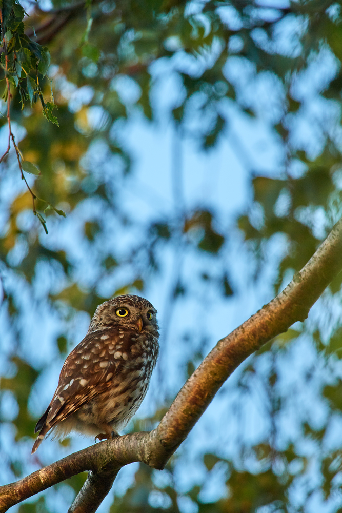 DSC_7110.jpg