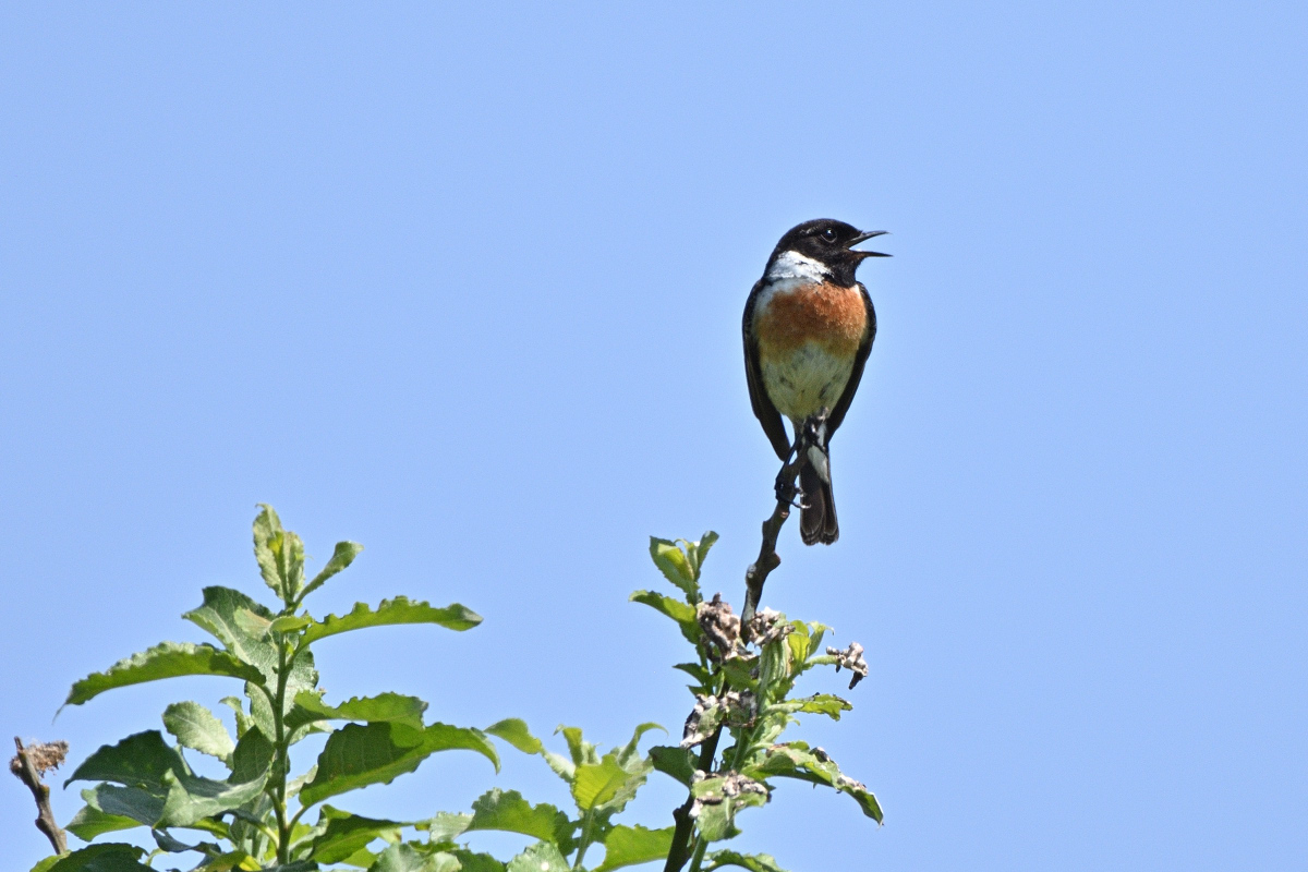 DSC_7129.JPG