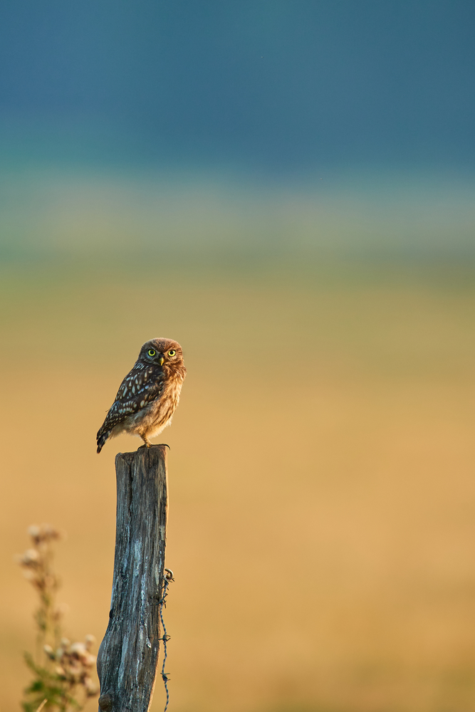 DSC_7130.jpg
