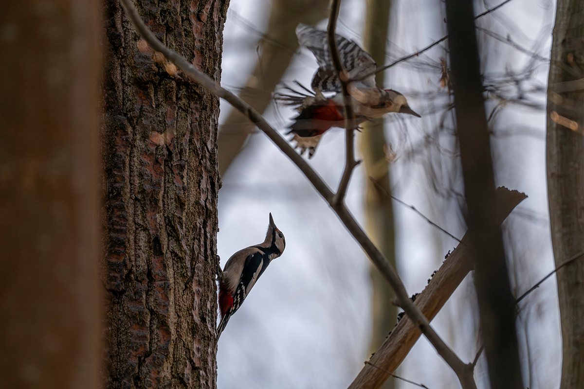 DSC_7138.jpg