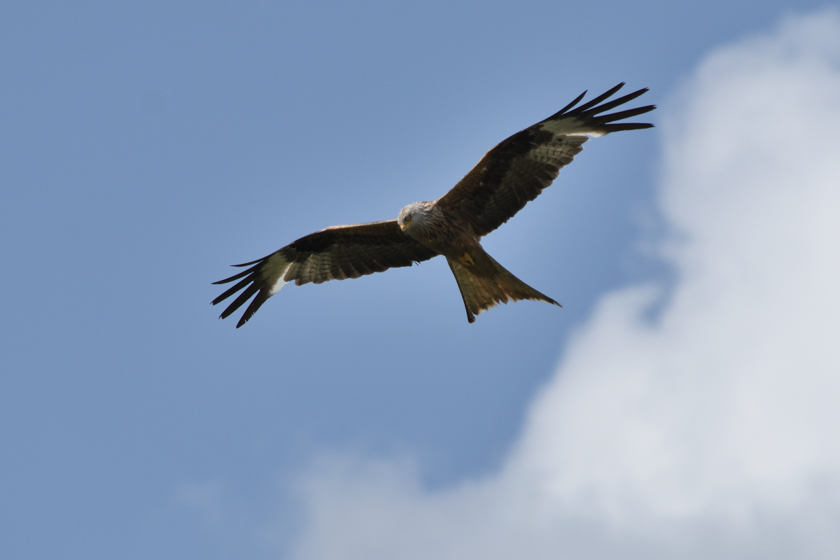 DSC_7139.JPG