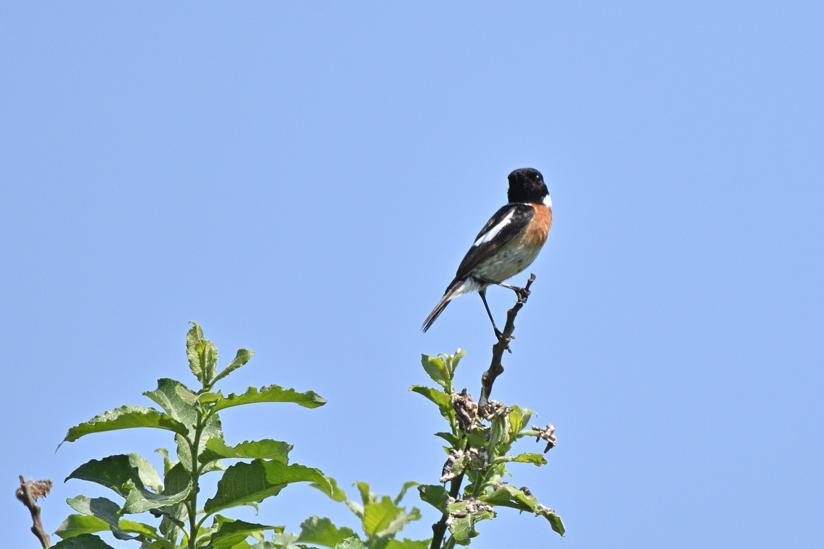 DSC_7140.JPG