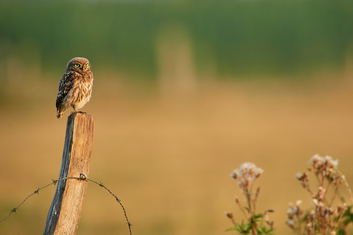 DSC_7174.jpg