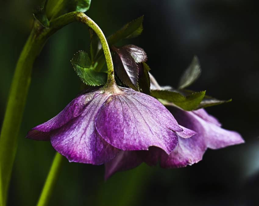DSC_7207.jpg