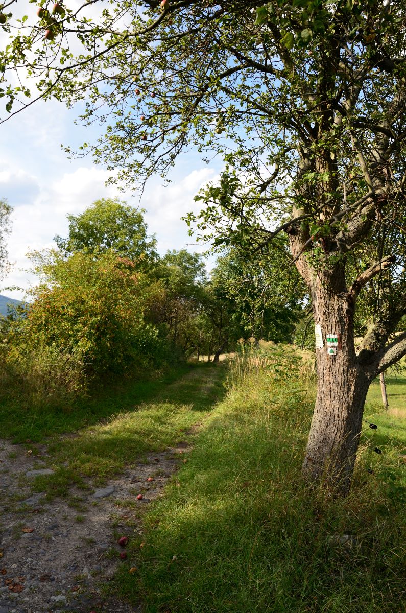 DSC_7264_00001n1.jpg