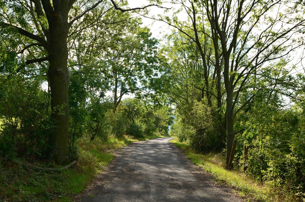 DSC_7266_00001n1.jpg