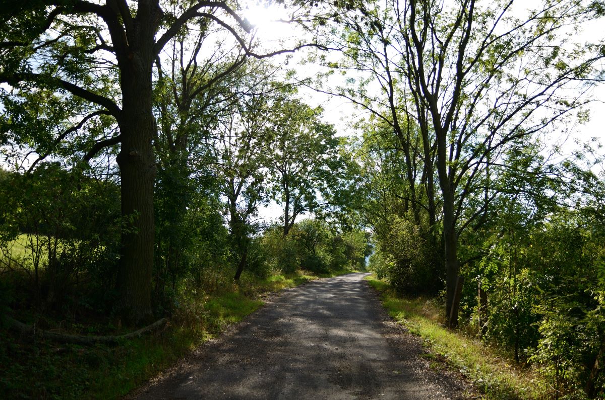 DSC_7271_00001n1.jpg