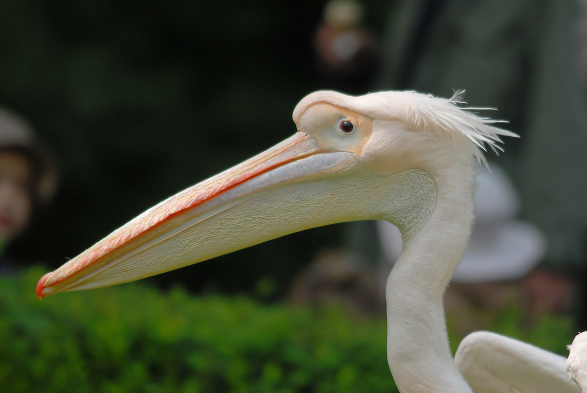 DSC_7349nikon.jpg