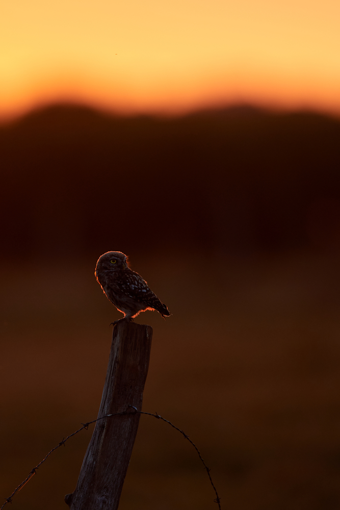DSC_7390.jpg