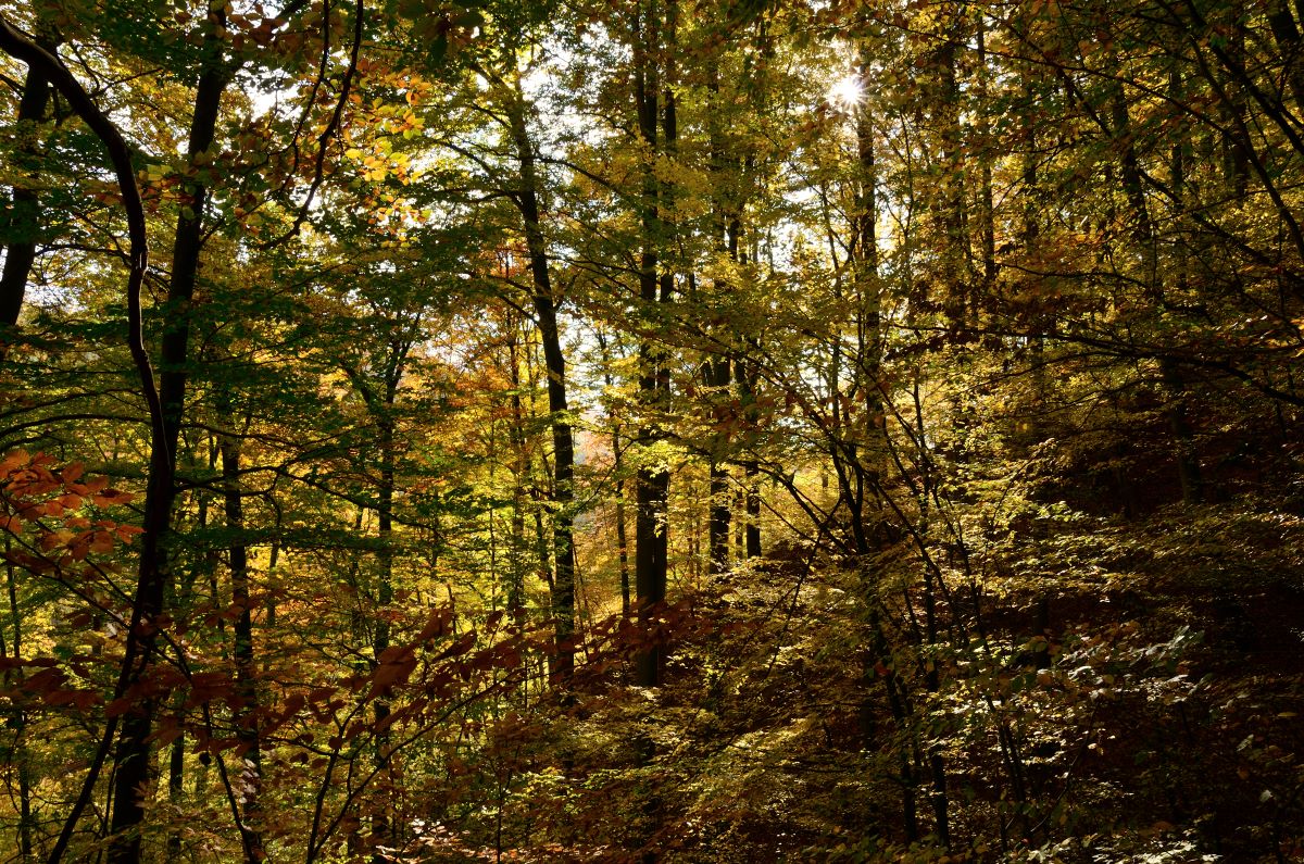 DSC_7402_00001_01n.jpg